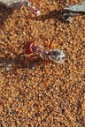 Silberameise (Cataglyphis bombycina)